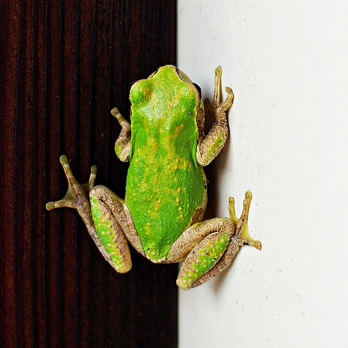 Frog