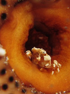 Crab IMG_1357-2