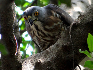 鳳頭蒼鷹/無限台南