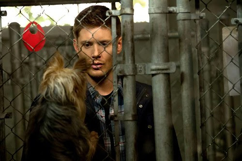Recap/review of Supernatural 9x04 'Dog Dean Afternoon' by freshfromthe.com