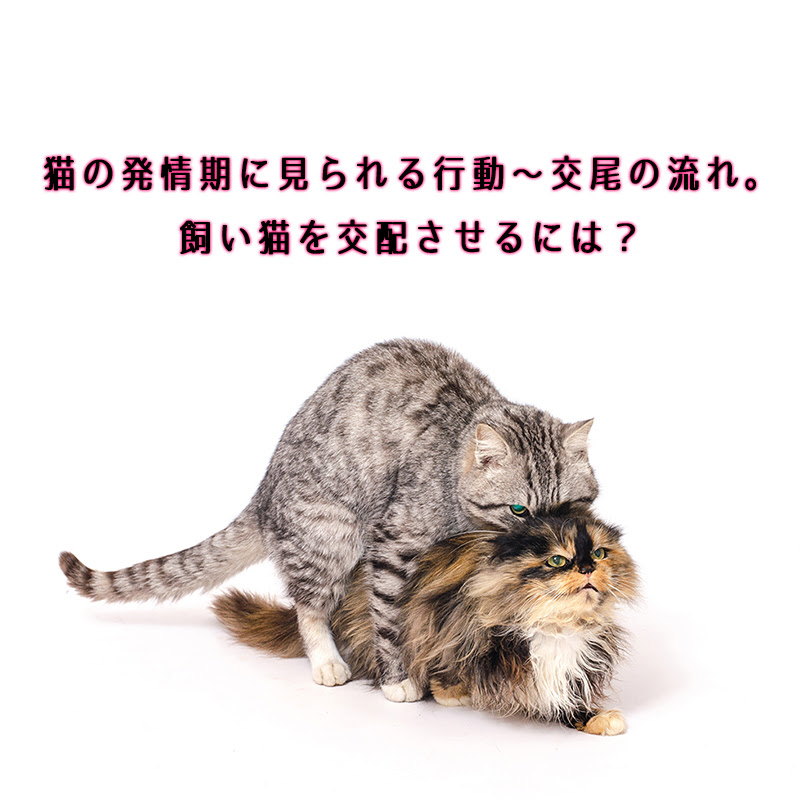 Japan Image 子猫 鳴き声 うるさい