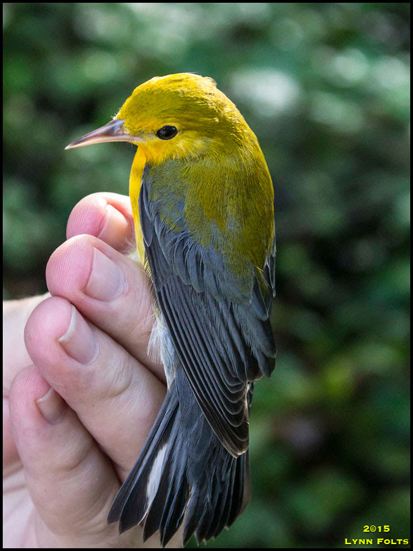 Prothonotary Warbler Prothonotary Warbler