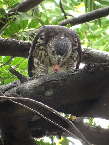 鳳頭蒼鷹/無限台南