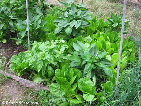 (11) Heat tolerant Parris Island cos lettuce direct seeded between sweet pepper plants in the kitchen garden - FarmgirlFare.com