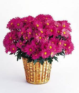 Thy Will Be Done : Purple Flowers Everywhere: Thy Will Be Done : Purple Flowers Everywhere: