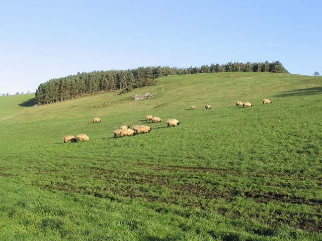 File:Sheep below Barley Hill - geograph.org.uk - 301569.jpg