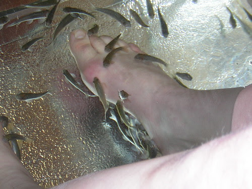 Fish pedicure