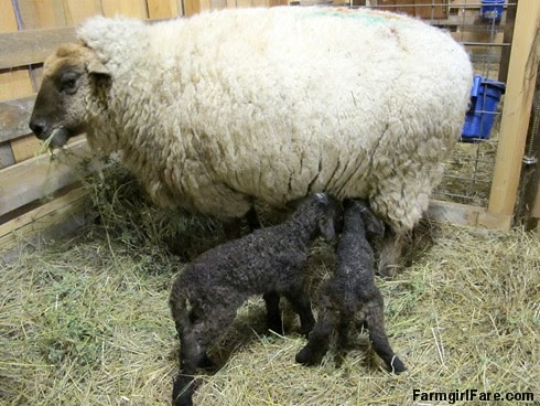 Lambing season begins with Eugenie and twins (1) - FarmgirlFare.com