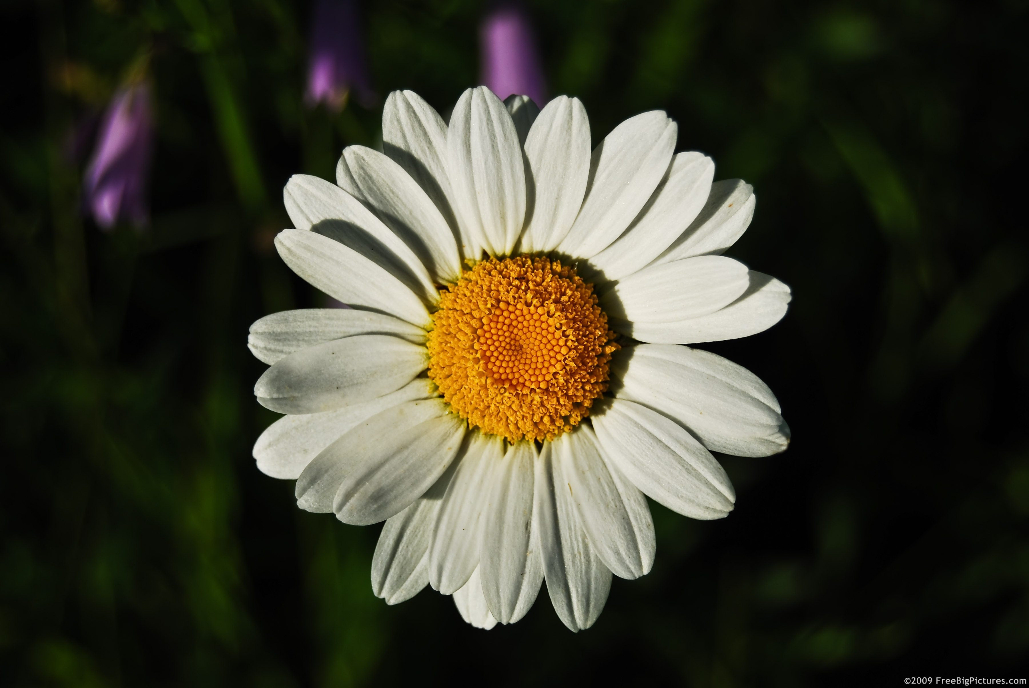 Daisy Уайт