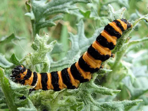 10 Beautiful Yet Toxic Caterpillars Tyria jacobaeae caterpillar e1300854752309 10 Beautiful Yet Toxic
Caterpillars