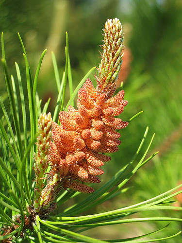 35 Trends For Female Pine Cone Seeds Charmimsy