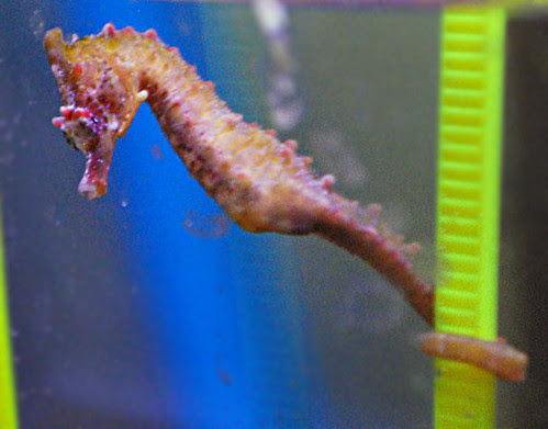 Hippocampus tuberculatus