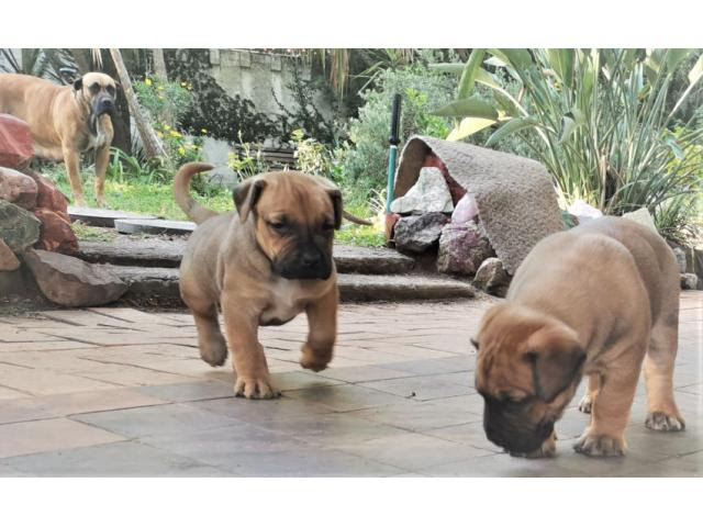 Black Boerboel Puppies For Sale In Gauteng / Boerboel