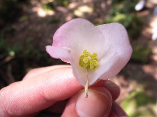 水鴨腳秋海棠：母花