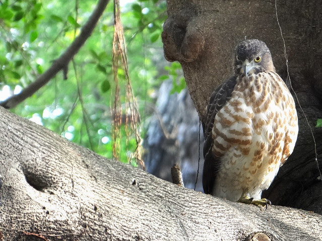 鳳頭蒼鷹/無限台南