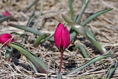 plot 017 tulips