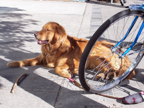 Sunshine on Queen Street West dog.