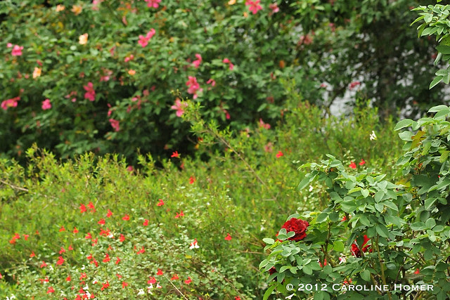 Roses and salvia in bloom