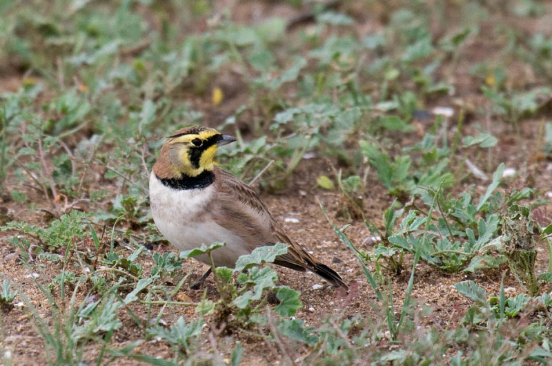 Horned Lark Horned Lark