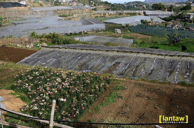 Bahong - Rose Capital of the Philippines