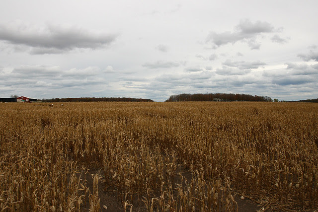 cornfield