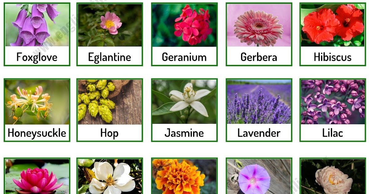 Different Flower Names - Types of Flowers: List of 50+ Popular Flowers ...