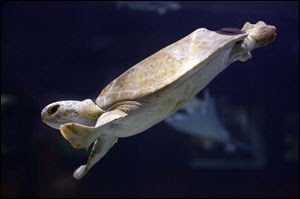 n7seaturtle.jpg A rescued sea turtle named Tink swims in its new home after arriving Friday night at the Toledo Zoo Aquarium.