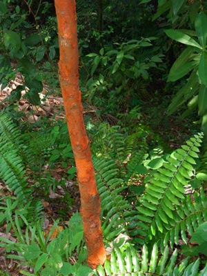 paper-bark-tree-kelat A type of kelat tree with papery bark