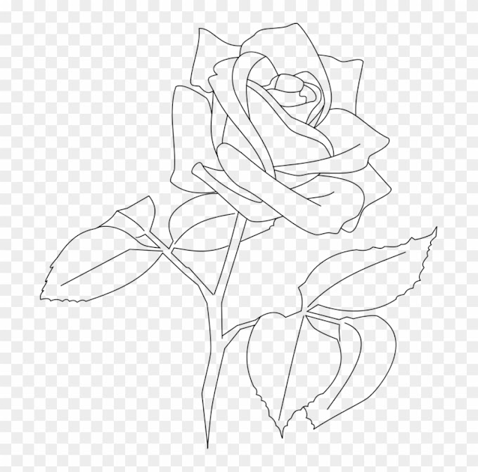Transparent Flower Line Drawing Png
