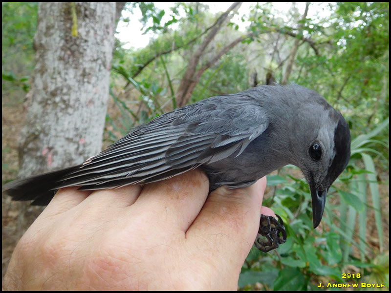 Gray Catbird Gray Catbird