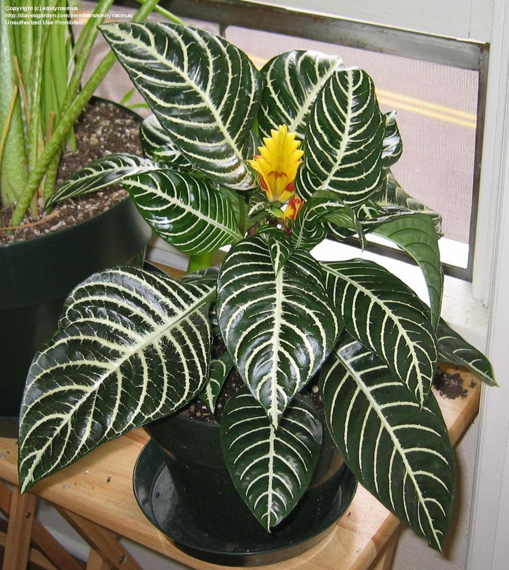 26 Images Zebra Houseplant Care garden plants