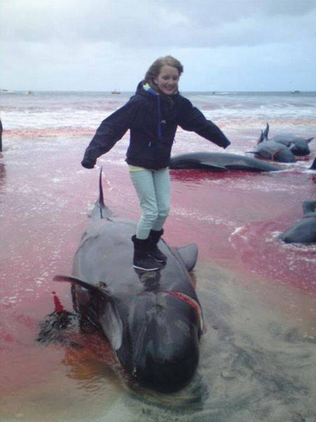 Otters and Science News DENMARK ACCUSED OF HELPING FAROE ISLANDS BLOOD