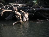 Free Image Hosting at www.ImageShack.us