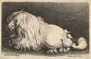 http://upload.wikimedia.org/wikipedia/commons/thumb/2/28/Wenceslas_Hollar_-_A_poodle,_after_Matham.jpg/300px-Wenceslas_Hollar_-_A_poodle,_after_Matham.jpg