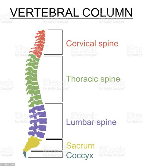 human spine     description   sections