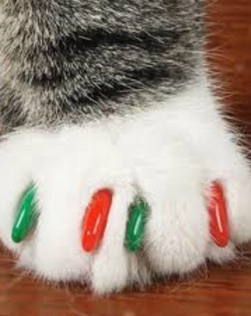 Are Cat Nail Caps Bad For Cats CATQP
