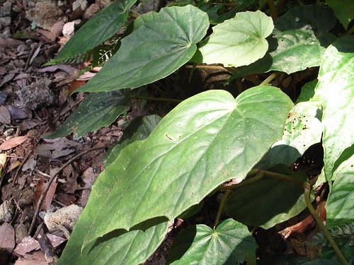 水鴨腳秋海棠 Begonia formosan Hay.Masam.