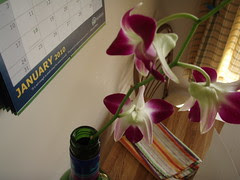 kitchen table orchid