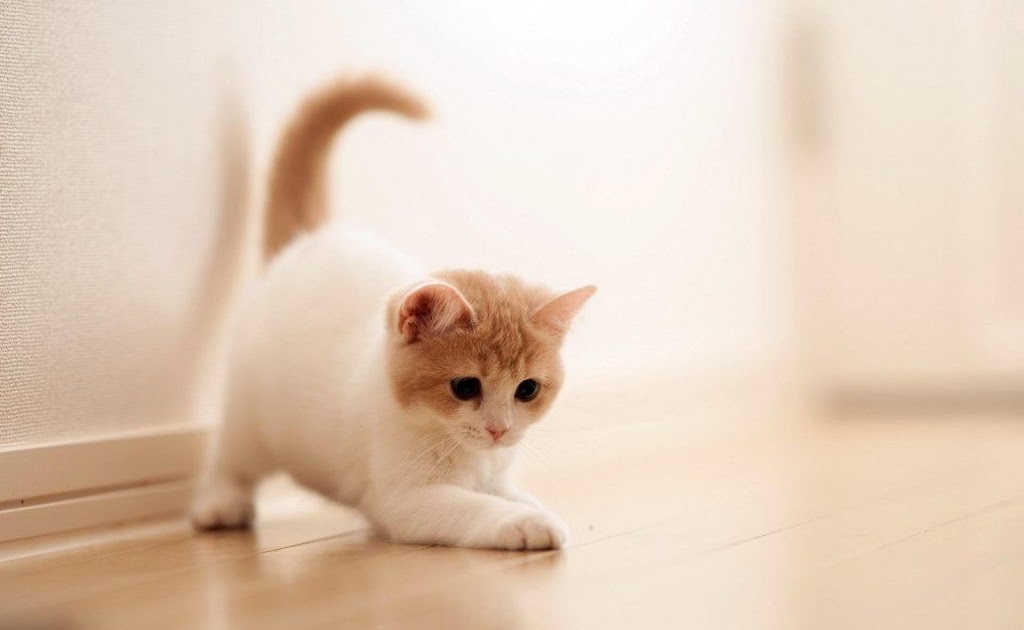 Wallpaper Hp Kucing Lucu / 18+ Wallpaper Kucing Lucu Terbaru Bangiz