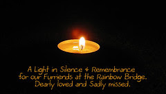 A Light in Silence & Remembrance