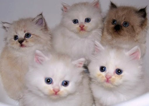 50 Gambar DP BBM Kucing Lucu Imut Gemesin Berbagai Gadget 50 Gambar DP BBM Kucing Lucu Imut Gemesin Berbagai Gadget