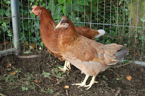 hens Jul 12 6