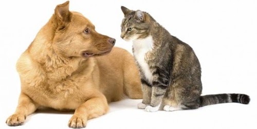 Seperti Anjing Dengan Kucing - Jairtrx