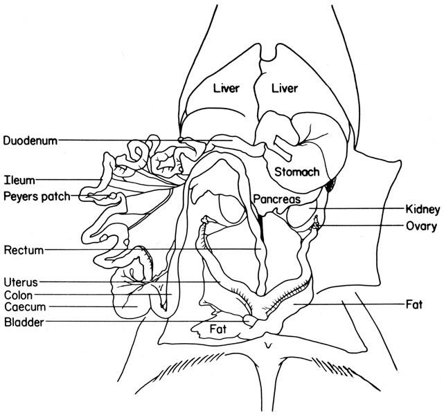 Anatomy Of Mice