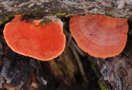 hawaii orange red mushrooms mushroom fungus pycnoporus mushroaming sanguineus rot tropical