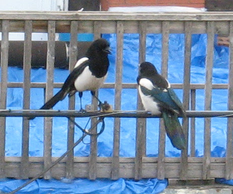 Black-billed Magpies