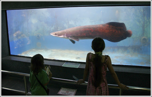 Arapaima at Phuket Aquarium