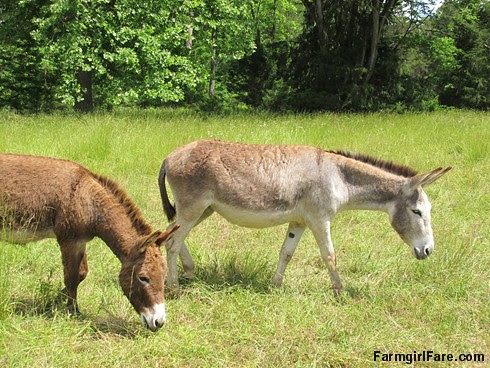 (30-24) Esmeralda and her three year old son, Gnat - FarmgirlFare.com