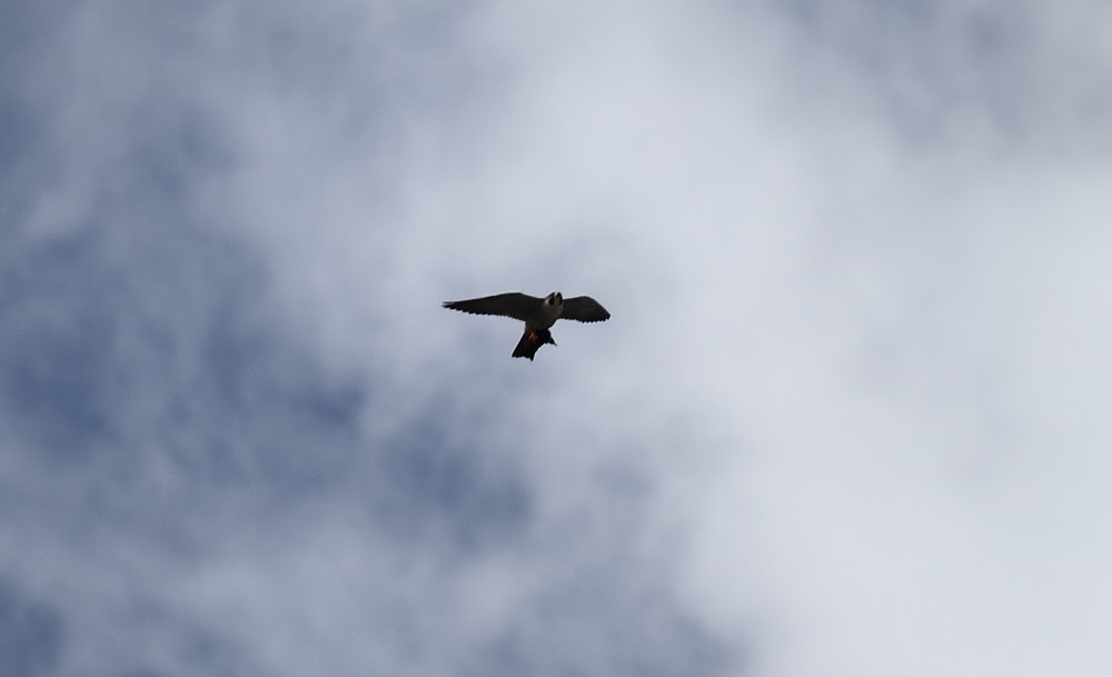 Peregrine with Prey