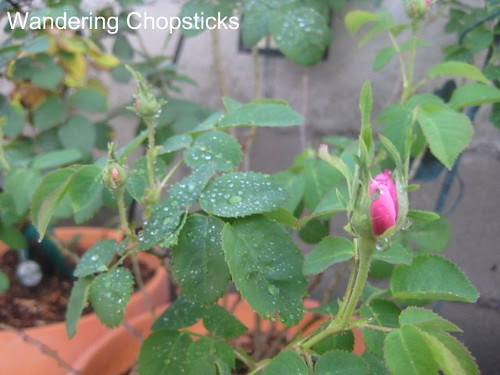 3.23 Rosebuds and Waiting... 1